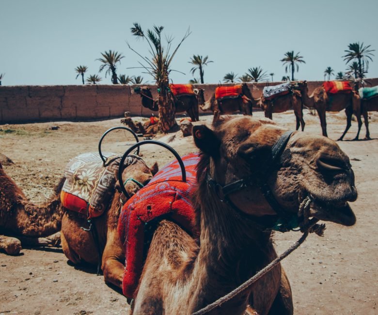 camels-leisure-sitting-down-ride-animals-2023-11-27-05-13-05-utc